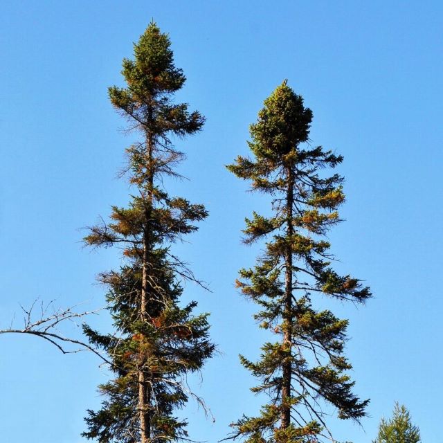 Black Spruce - 50 Seed Pack