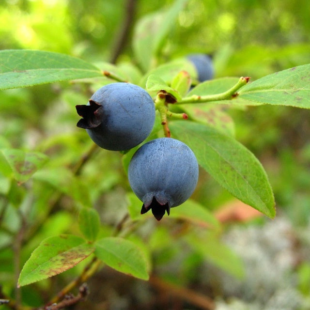 Lowbush Blueberry - 100 Seed Pack