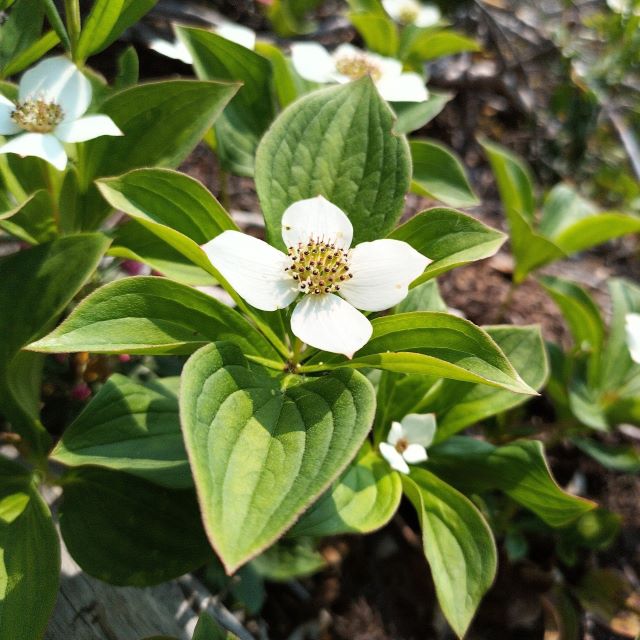 Bunchberry - 15 Seed Pack