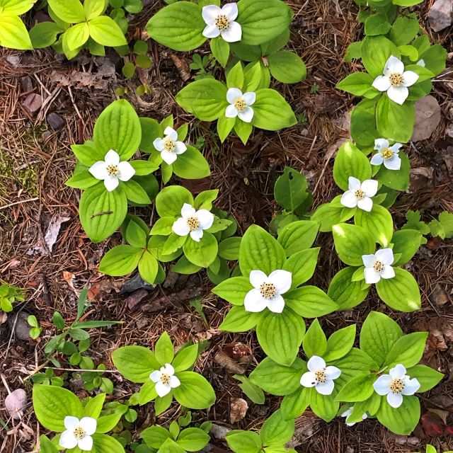 Bunchberry - 15 Seed Pack