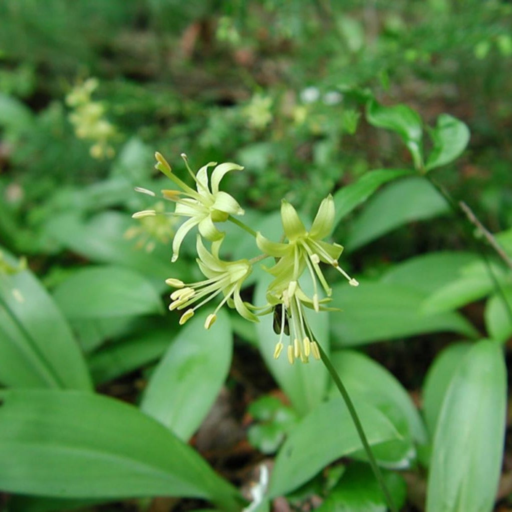 Bluebead Lily - 30 Seed Pack