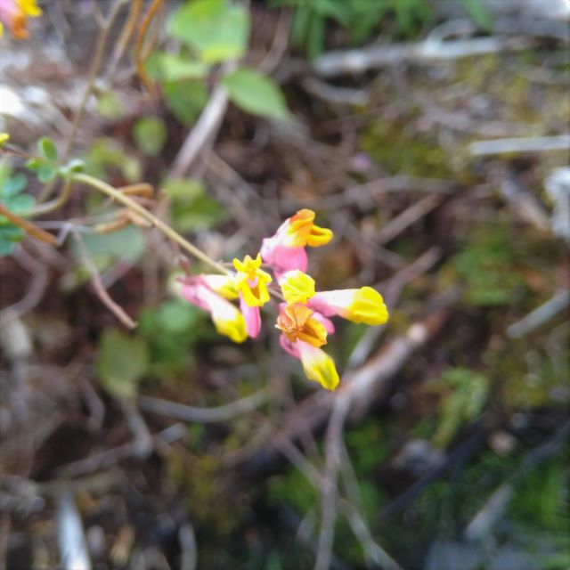 Rock Arlequin - Corydalis Sempervirens - Paquet de 30 graines
