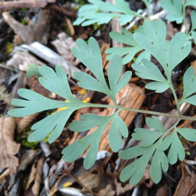 Rock Arlequin - Corydalis Sempervirens - Paquet de 30 graines