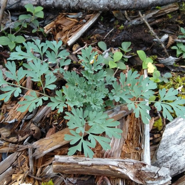 Rock Arlequin - Corydalis Sempervirens - Paquet de 30 graines