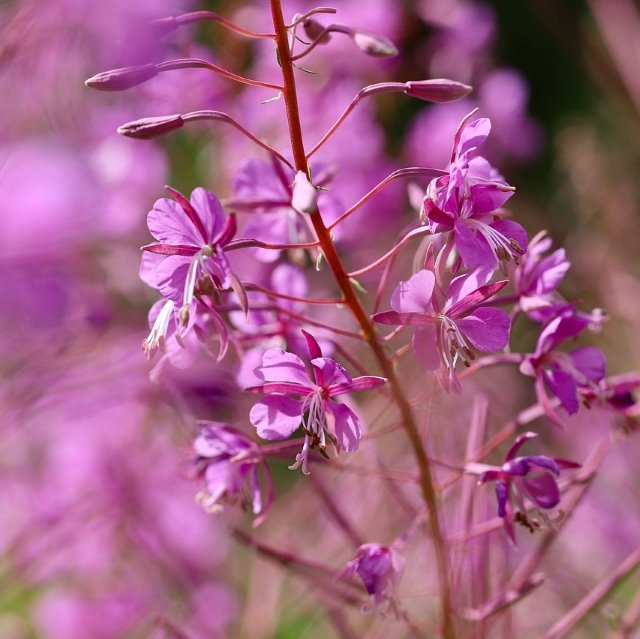 Épilobe - Epilobium Angustifolium - Paquet de 100 graines