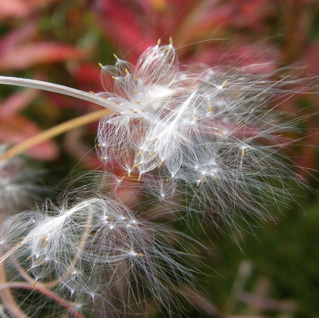 Épilobe - Epilobium Angustifolium - Paquet de 100 graines