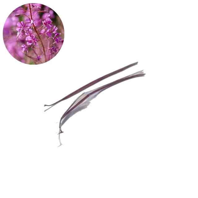 Épilobe - Epilobium Angustifolium - Paquet de 100 graines