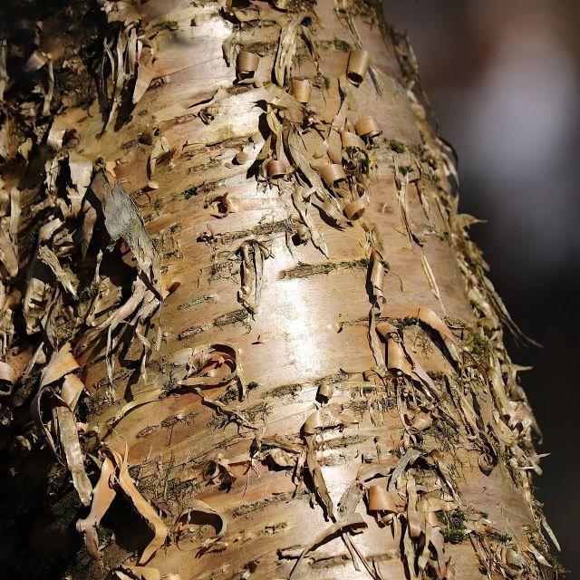 Yellow Birch - 200 Seed Pack