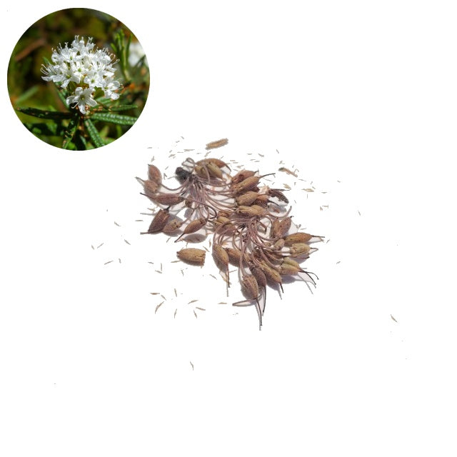 Labrador Tea - 30 Seed/Chaff Pack