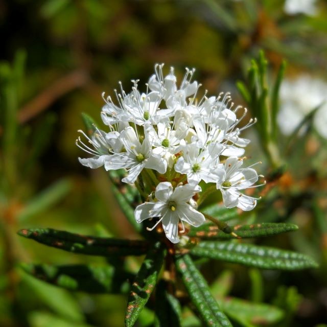 Labrador Tea - 30 Seed/Chaff Pack