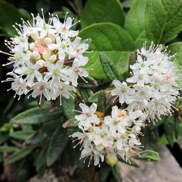 Labrador Tea - 30 Seed/Chaff Pack