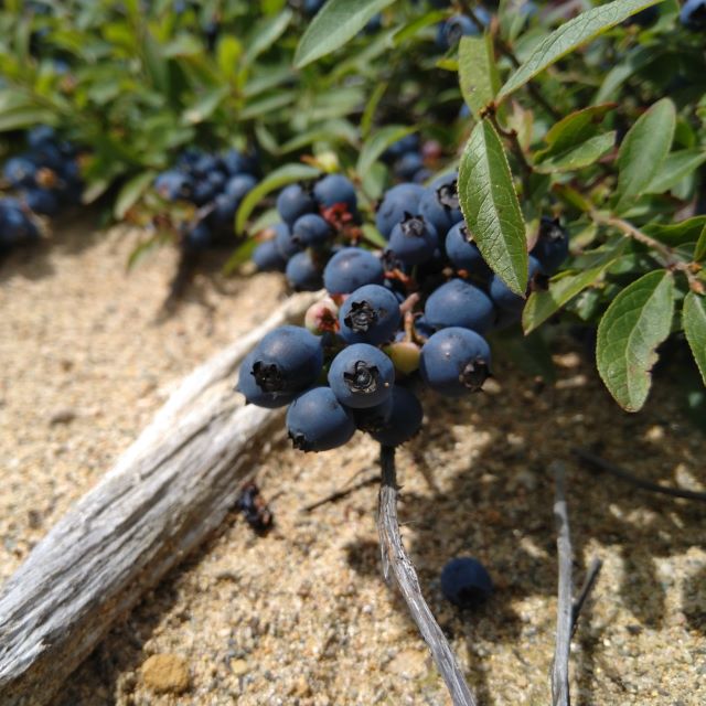 Lowbush Blueberry - 100 Seed Pack