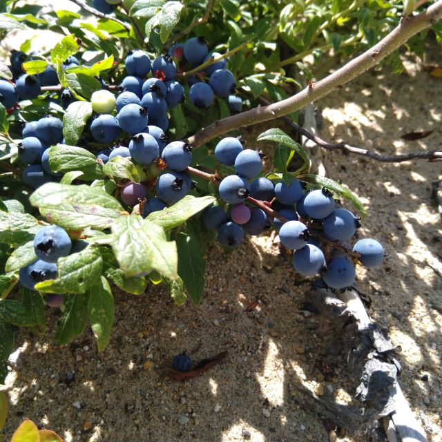 Lowbush Blueberry - 100 Seed Pack