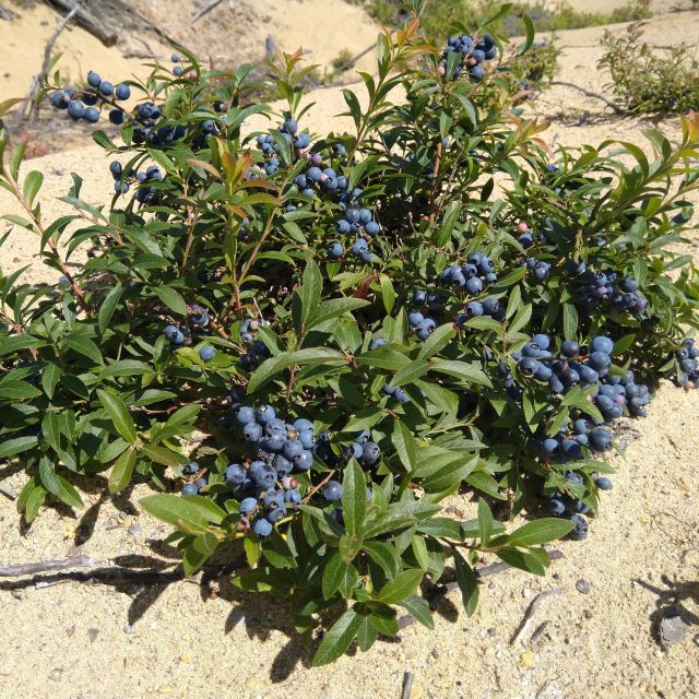 Lowbush Blueberry - 100 Seed Pack