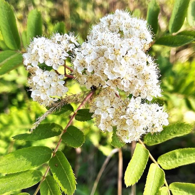 Mountain Ash - Sorbus Americana - Paquet de 50 graines