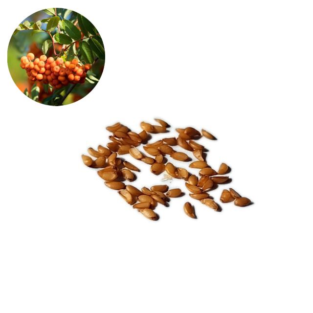 Mountain Ash - Sorbus Americana - Paquet de 50 graines
