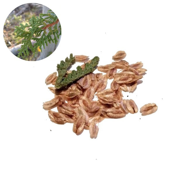 Northern White Cedar - 50 Seed Pack