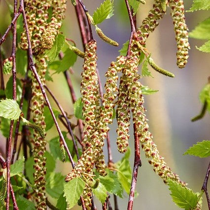 Paper Birch - 200 Seed Pack