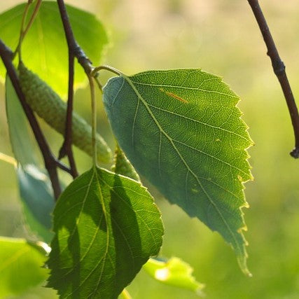 Paper Birch - 200 Seed Pack