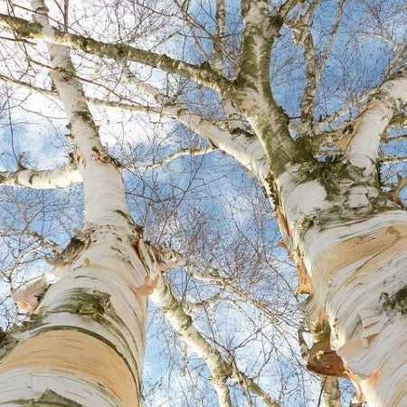 Paper Birch - 200 Seed Pack