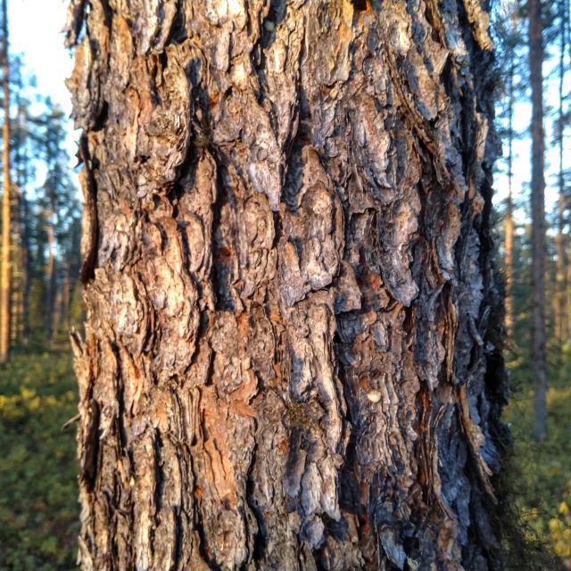 Jackpine - 50 Seed Pack