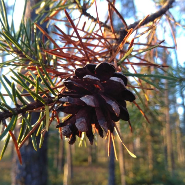 Jackpine - 50 Seed Pack