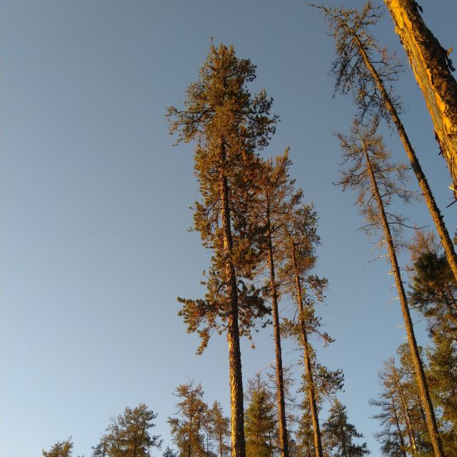 Jackpine - 50 Seed Pack