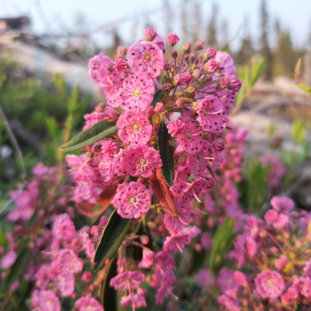 Sheep Laurel - 30 Seed/Chaff Per Pack