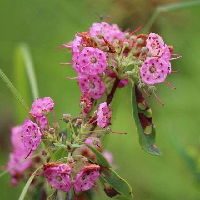 Sheep Laurel - 30 Seed/Chaff Per Pack