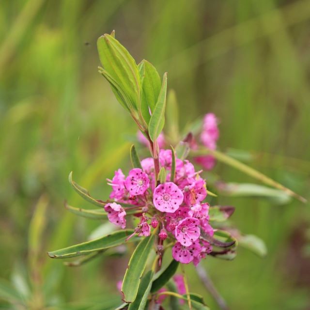 Sheep Laurel - 30 Seed/Chaff Per Pack