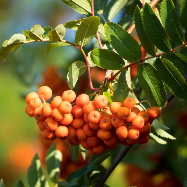 Mountain Ash - Sorbus Americana - Paquet de 50 graines