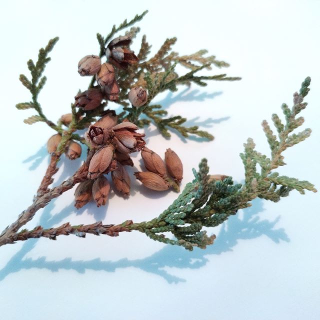 Northern White Cedar - 50 Seed Pack