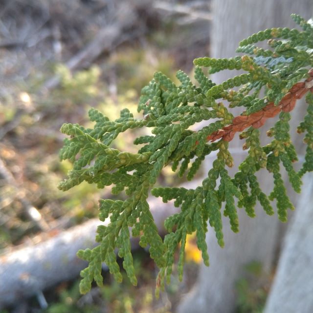 Northern White Cedar - 50 Seed Pack