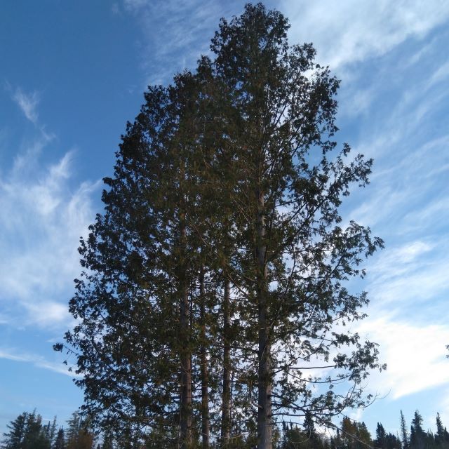 Northern White Cedar - 50 Seed Pack