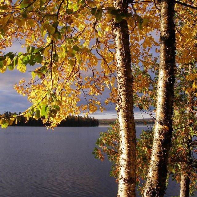 Yellow Birch - 200 Seed Pack
