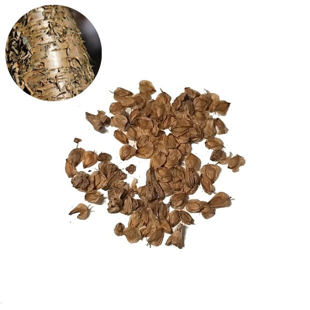 Yellow Birch - 200 Seed Pack