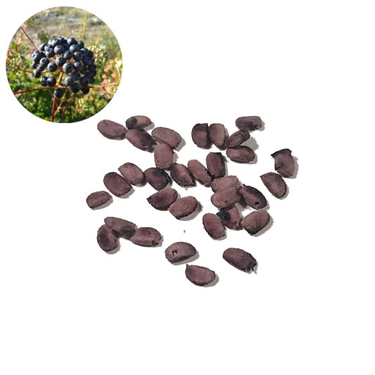 Bristly Sarsaparilla - 15 Seed Pack