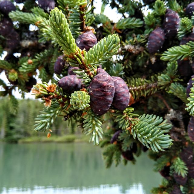 Black Spruce Seeds - Picea mariana