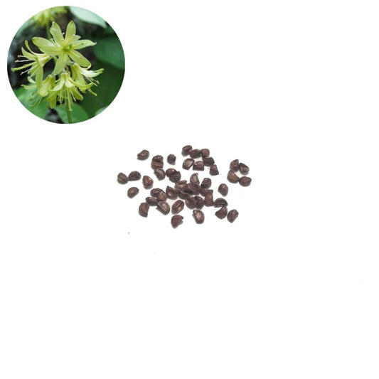 Bluebead Lily - 30 Seed Pack