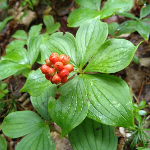 Bunchberry - 15 Seed Pack