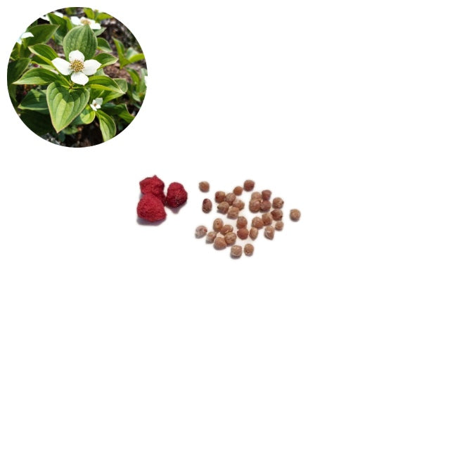 Bunchberry Seeds - Cornus canadensis