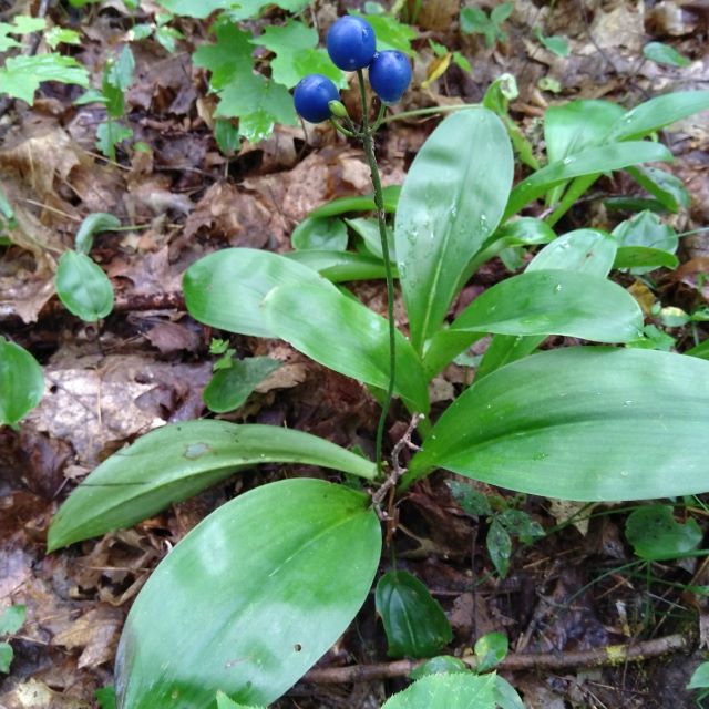 Bluebeed Lily Seeds - Clintonia borealis
