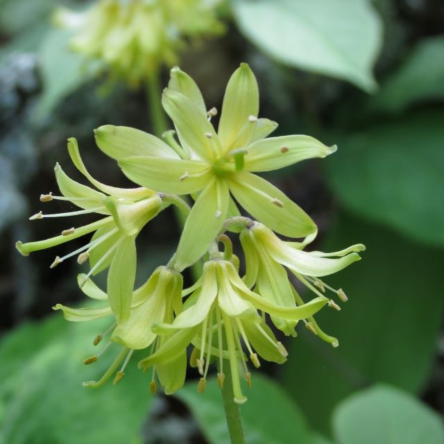 Bluebeed Lily Seeds - Clintonia borealis