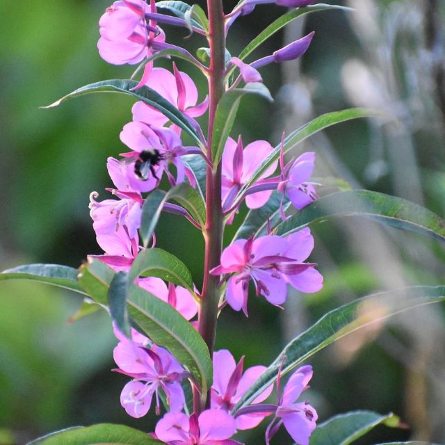 Épilobe - Epilobium Angustifolium - Paquet de 100 graines