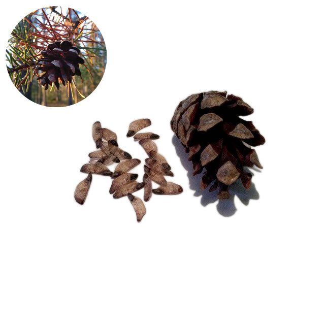 Jackpine Seeds - Pinus banksiana