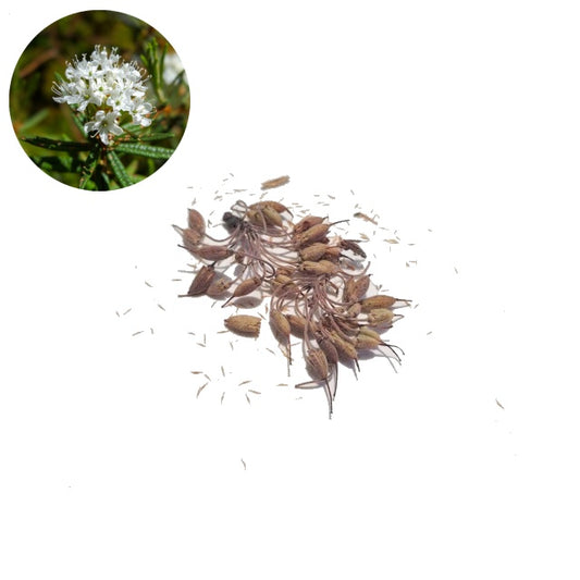 Labrador Tea - 30 Seed/Chaff Pack