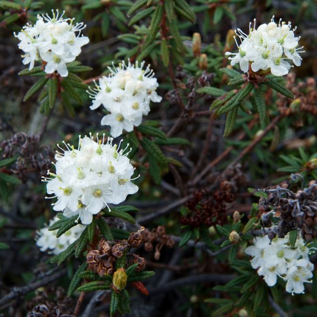 Labrador Tea Seeds - Rhododendron Groenlandicum