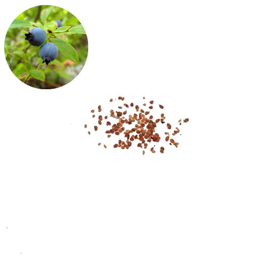 Lowbush Blueberry - 100 Seed Pack