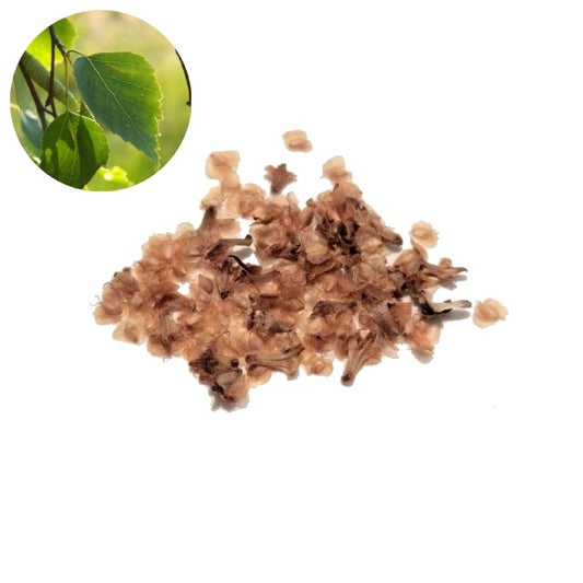 Paper Birch Seeds - Betula Papyrifera