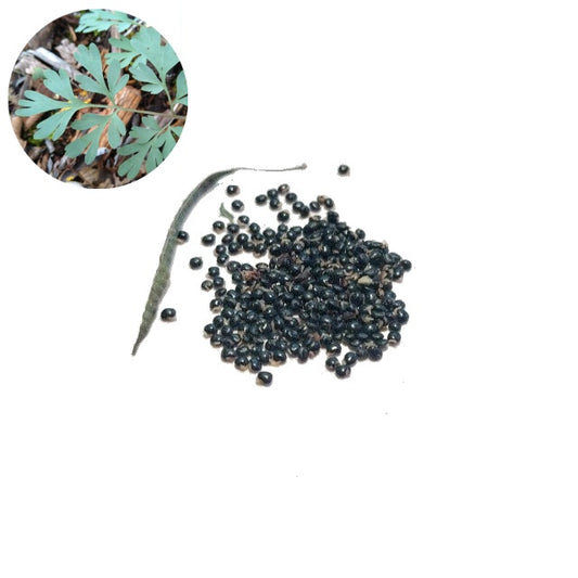 Rock Harlequin Seeds - Corydalis sempervirens
